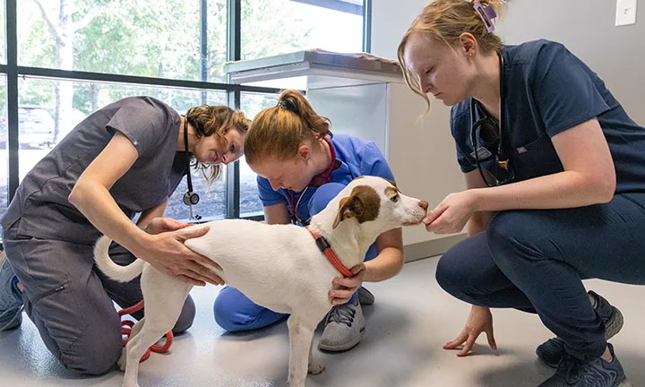 College of Veterinary Medicine Image